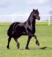 /album/les-chevaux/po183i6h-1-jpg/